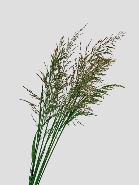 Graminea Preservada 100cm 120g