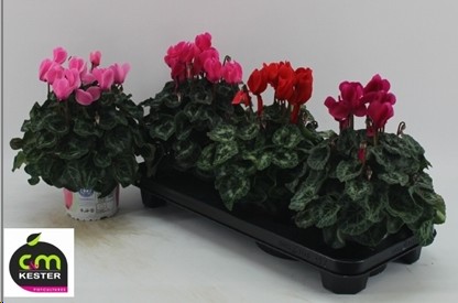 P. Cyclamen Gr Sup XL "CC3" 13/27cm