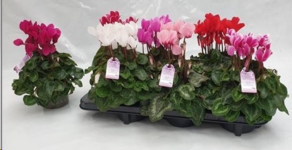 P. Cyclamen Md Sup Macro Mix "CC6" 12/25cm