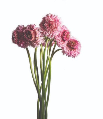 Scabiosa Ecu. Marshmallow 50cm x10 Rs.