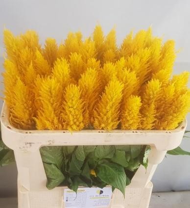 Celosia Plumosa Century Yellow 60cm x10