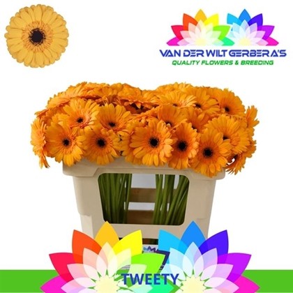 Gerbera Mini Hol. Tweety "T20"