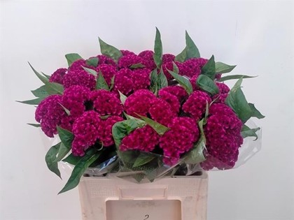 Celosia Cresta Hol. C Mystic 75cm x5