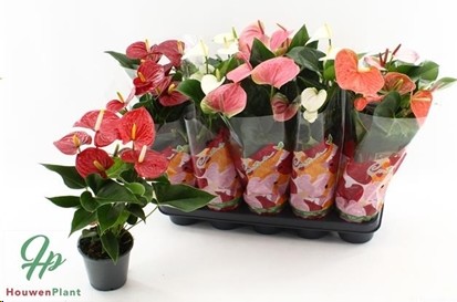 P. Anthurium An Mixto 5kl "CC10" 12/45cm