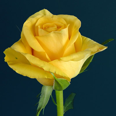 Rosa Col. Gold Star 50cm