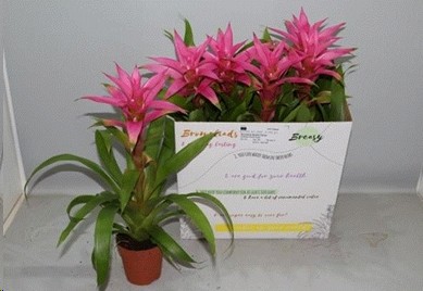 P. Guzmania Suerte Cerise 12/45cm x6