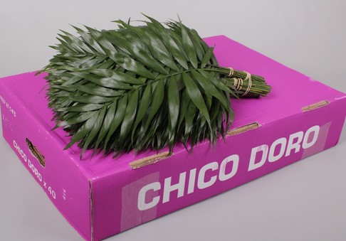 Hoja Chico Doro 30-35cm