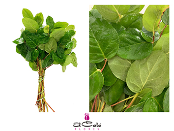 Salal Tip