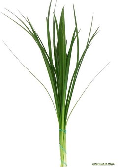 Lillygrass 70cm