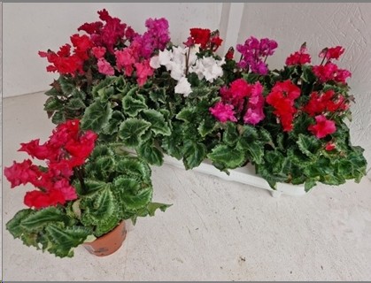 P. Cyclamen Sup. Merengue Mix "CC10" 11/20cm