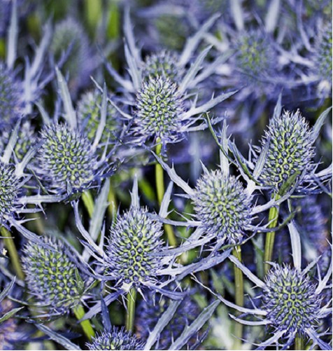 Eryngium Ecu. Blue Dynamite 50cm