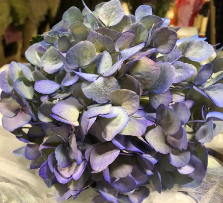 Hortensia Col. Premium Antique Blue 60cm 19 "CC20"