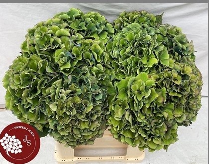 Hortensia Hol. Royal Parade classic 65cm 17/19 Vd.