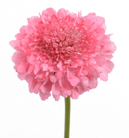 Scabiosa Ecu. Candy 50cm x10