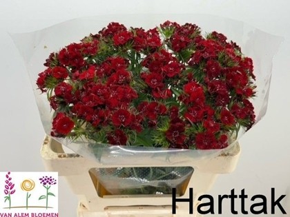 Dianthus Barbatus Hol. S Will Red 55cm "P50"