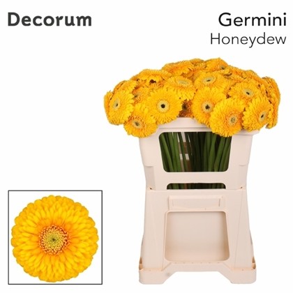 Gerbera Mini Hol. Pomponi Honeydew "T20"