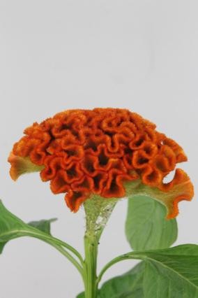 Celosia Cresta Sunshi Sumburg 75cm x5