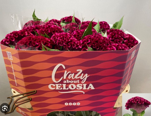 Celosia Cresta Indian Summerburgundy 75cm x5