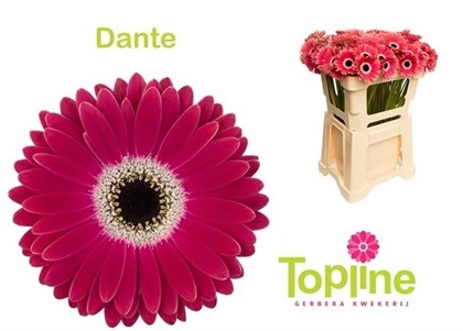 Gerbera Mini Hol. Dante "T20"