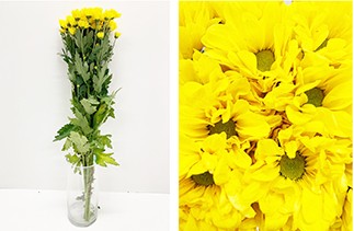 Margarita Col. Celebrate Yellow 70cm Am.