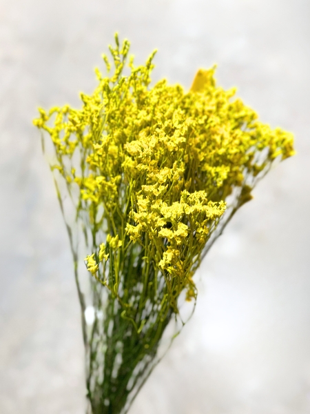 Limonium Col. Pintado Amarillo 70cm x10