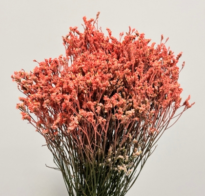 Limonium Col. Pintado Coral 70cm x10