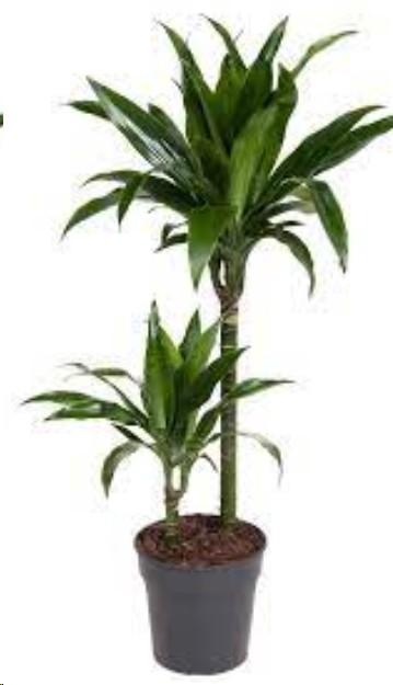 P. Dracena Hol Janet 17/75cm 2.P  x6 (85/40)