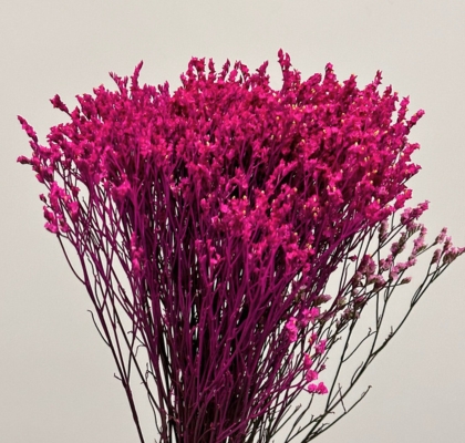 Limonium Col. Pintado Fucsia 70cm x10