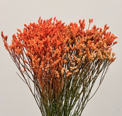 Limonium Col. Pintado Naranja 70cm x10