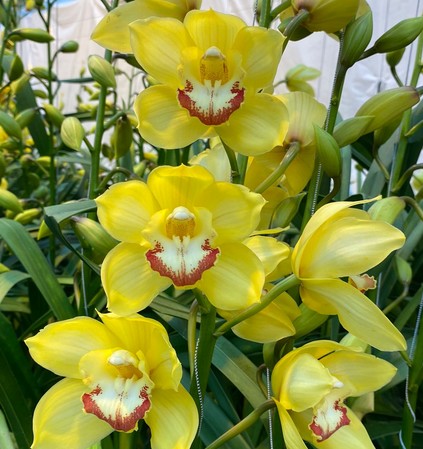 Cymbidium Sung Gold 80cm Am.