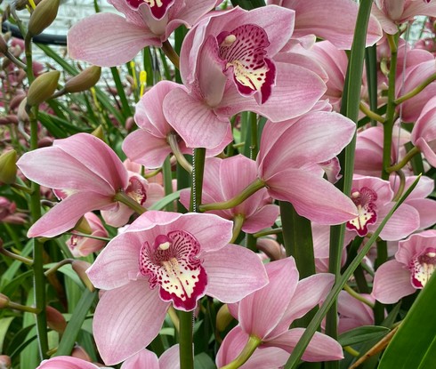 Cymbidium Kady 80cm Rs.