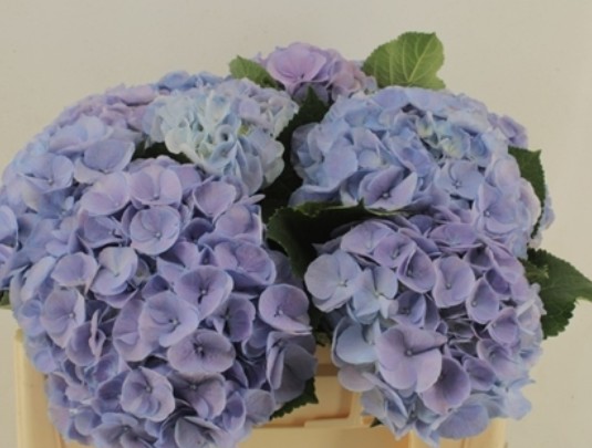 Hortensia Hol. My Heaven 50cm 16/18cm Lav.