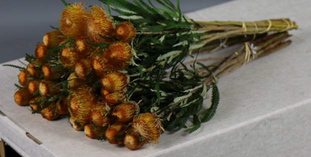 Safari Banksia Dryandra 40cm