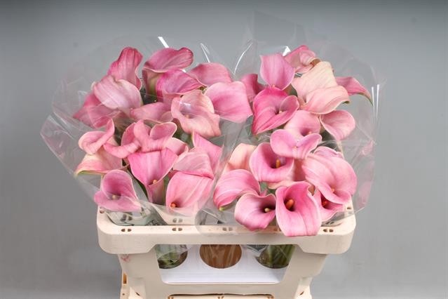 Calla Candyfloss 55cm Rs.