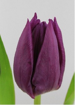 Tulipan Hol. Saigon 30cm Morado