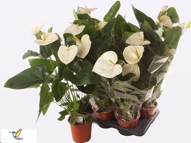 P. Anthurium An Alaska 17/65cm x6 6F