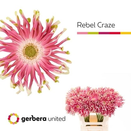 Gerbera Hol. Kv Pastini Rebel Craze "T10"