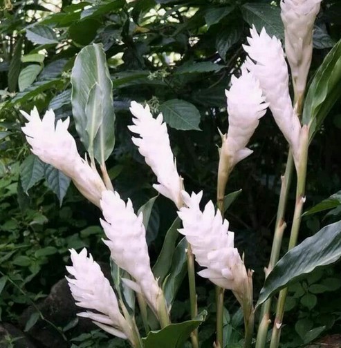 Heliconia Ginger Blanco