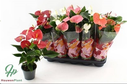 P. Anthurium Mix. 5KL 12/50cm x10 5F