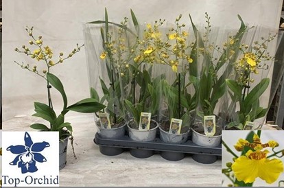 P. Oncidium Amarilla 12/40cm x10 1T