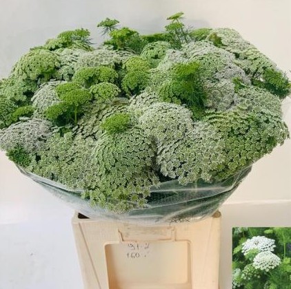 Ammis Visnaga Green Mist 65cm x10