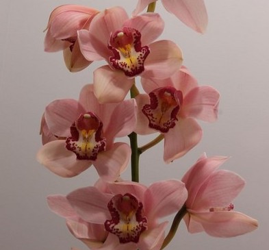 Cymbidium Miss Piggy 80cm Rs.