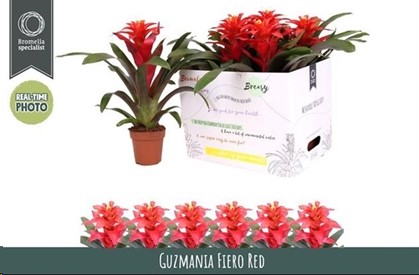 P. Guzmania Fiero Red 12/40cm x6