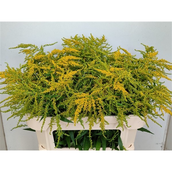 Solidago Marvellous Gold 60cm 30gr x25