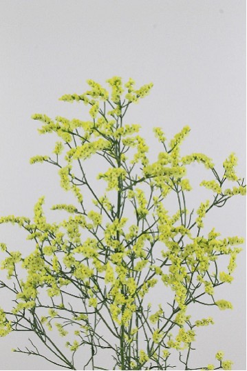 Limonium Hol. Sin China Summer 80cm 40gr x25