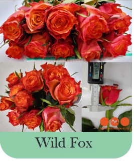 Rosa Hol. Wild Fox 50cm x10