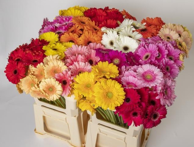 Gerbera Hol. Mixta "CC40"