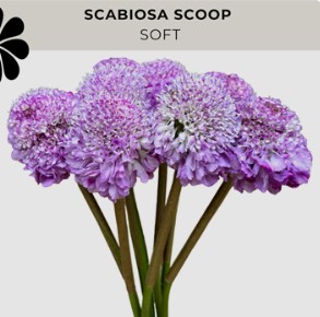 Scabiosa Ecu. Scoop Lavander 50cm x10