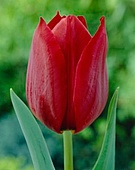 Tulipan Hol. Pallada Rojo Vino 40cm "T50"