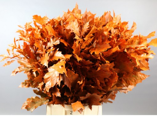 Roble Hol. Rubra Orange 60cm x20 Pintado